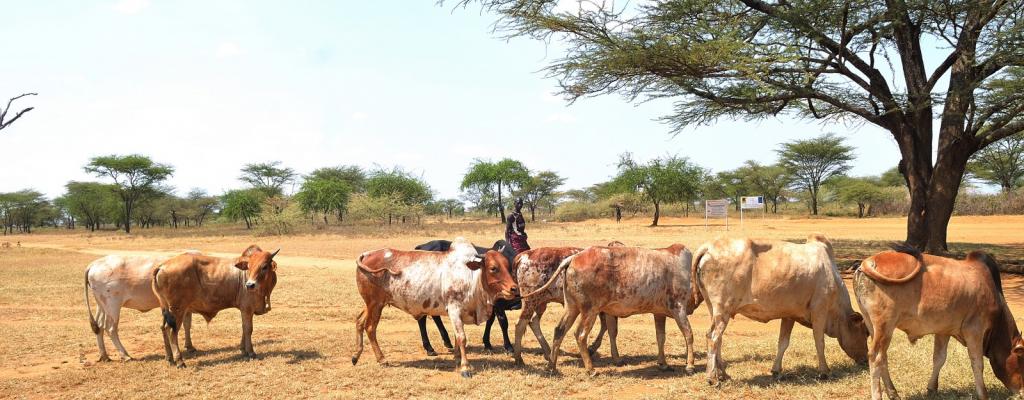 A man herds cattle in Moroto, Karamoja sub-region in North Eastern Uganda